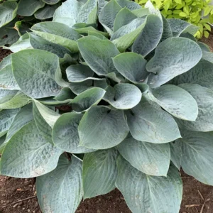 Hosta Above The Clouds Plant - Live Hosta Perennial 5.25