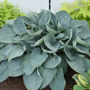 Hosta Above The Clouds Plant - Live Hosta Perennial 5.25