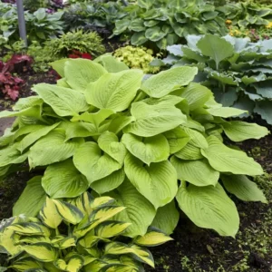 Hosta Age Of Gold Plant - 5.25