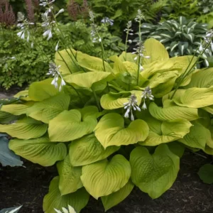 Hosta Age Of Gold Plant - 5.25