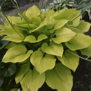 Hosta Age Of Gold Plant - 5.25