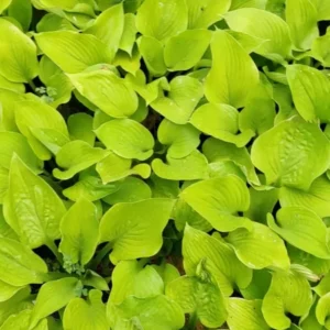 Hosta Age Of Gold Plant - 5.25
