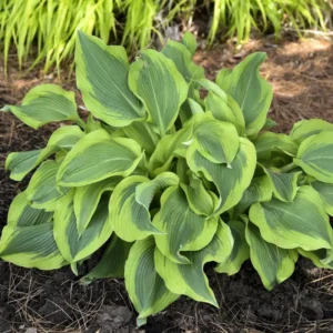 Hosta Atlantis Plant - Live Outdoor Perennial - 5.25