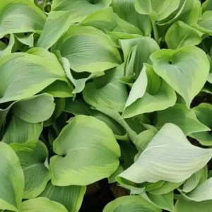 Hosta Atlantis Plant - Live Outdoor Perennial - 5.25
