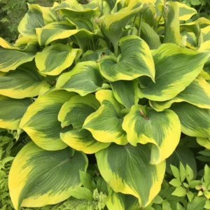 Hosta Atlantis Plant - Live Outdoor Perennial - 5.25
