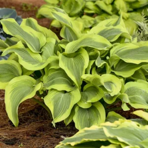 Hosta Atlantis Plant - Live Outdoor Perennial - 5.25