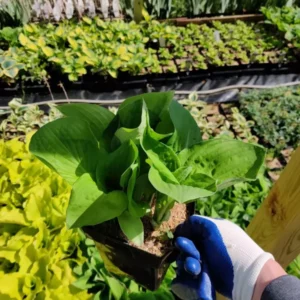 Hosta August Moon Plant - Live Plant 5.25