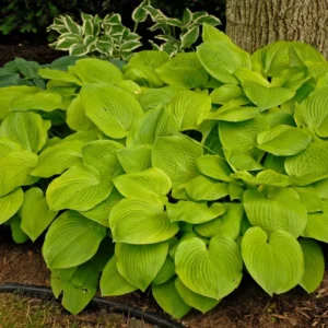 Hosta August Moon Plant - Live Plant 5.25" Pot - Electric Lime Perennial