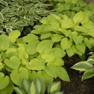 Hosta August Moon Plant - Live Plant 5.25