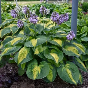 Hosta Beyond Glory Plant - 5.25