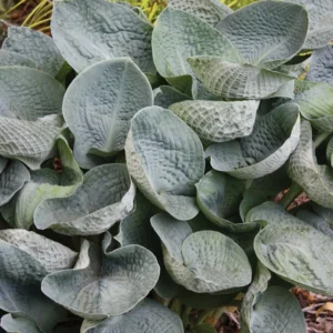 Hosta Big Daddy Plant - Live Potted Hosta - 5.25