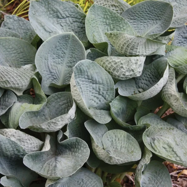 Hosta Big Daddy Plant - Live Potted Hosta - 5.25" Pot - Shade Perennial