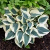 Hosta Blue Ivory Plant - Live Perennial Outdoor Plant 5.25" Pot - Shade Flowers