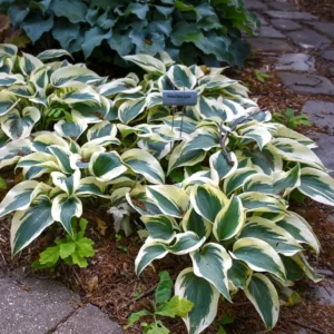 Hosta Blue Ivory Plant - Live Perennial Outdoor Plant 5.25