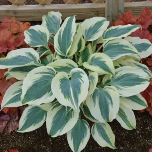 Hosta Blue Ivory Plant - Live Perennial Outdoor Plant 5.25