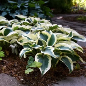 Hosta Blue Ivory Plant - Live Perennial Outdoor Plant 5.25