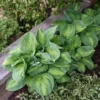 Hosta Brother Stefan Plant - 5.25" Potted Live Hosta - Perennial Shade Plant