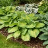 Hosta Brother Stefan Plant - Live Hosta 5.25" Pot - Green & White Perennial Shade Plant