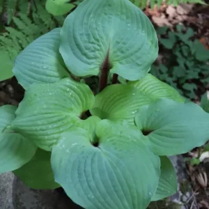 Hosta Calm Before The Storm Plant 5.25