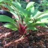 Hosta Considering Concordville Plant - 5.25" Pot - Red Stem Shade Perennial