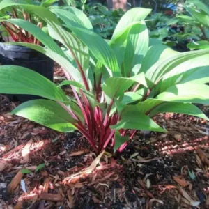 Hosta Considering Concordville Plant - 5.25