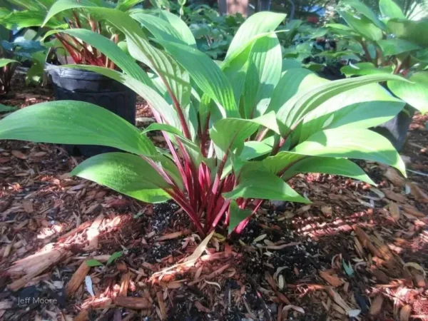 Hosta Considering Concordville Plant - 5.25" Pot - Red Stem Shade Perennial