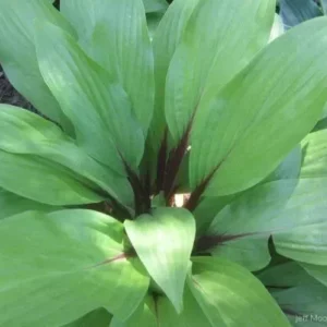 Hosta Considering Concordville Plant - 5.25