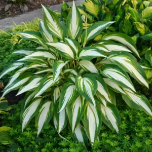 Hosta Cool As A Cucumber Plant 5.25" Pot - Live Perennial Shade Garden Plant