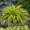 Hosta Curly Fries Plant - 5.25" Pot Live Perennial Shade Hosta