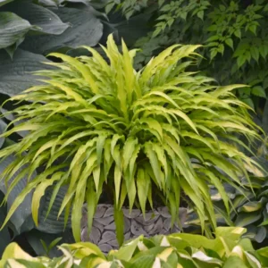 Hosta Curly Fries Plant - 5.25