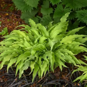 Hosta Curly Fries Plant - 5.25