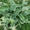 Hosta Dancing In The Moonlight Plant - Live Hosta - 5.25" Pot - Blue & Green - Perennial