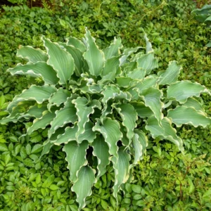 Hosta Dancing In The Moonlight Plant - Live Hosta - 5.25