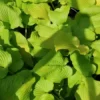 Hosta Dancing Queen Plant Live Outdoor 5.25" Pot Perennial Shade