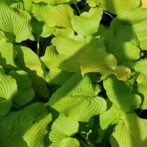 Hosta Dancing Queen Plant Live Outdoor 5.25