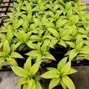 Hosta Dancing Queen Plant Live Outdoor 5.25
