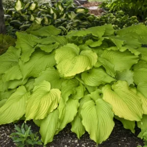 Hosta Dancing Queen Plant Live Outdoor 5.25