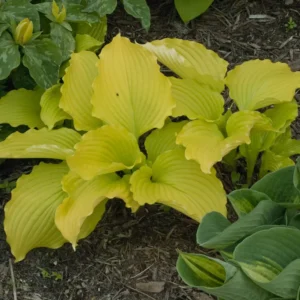 Hosta Dancing Queen Plant Live Outdoor 5.25