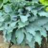 Hosta Dancing With Dragons Plant - 5.25" Potted Live Hosta - Blue Shade Perennial