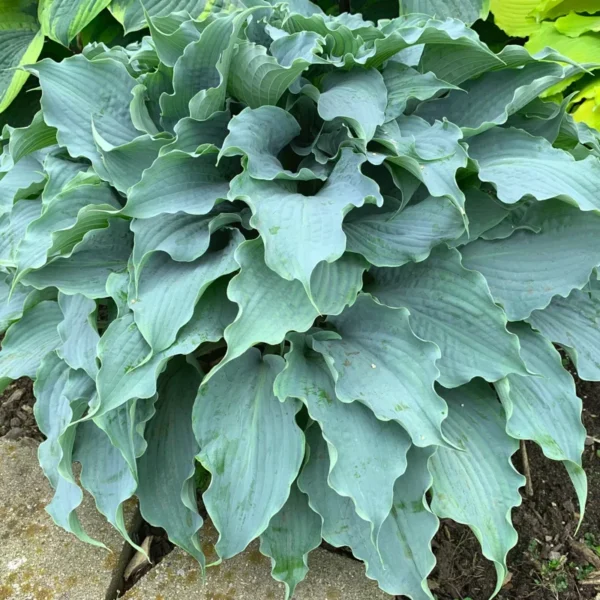 Hosta Dancing With Dragons Plant - 5.25" Potted Live Hosta - Blue Shade Perennial