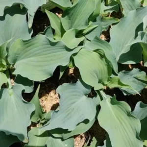Hosta Dancing With Dragons Plant - 5.25" Potted Live Hosta - Blue Shade Perennial