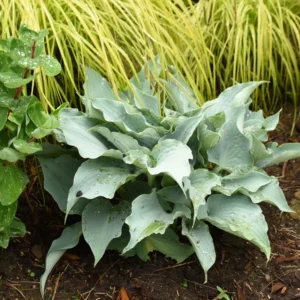 Hosta Dancing With Dragons Plant - 5.25