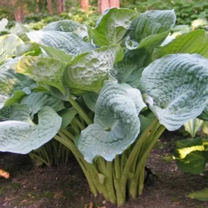 Hosta Deep Waters Plant - Live Blue Hosta - 5.25" Potted Perennial for Shade