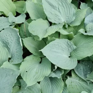 Hosta Diamond Lake Plant - Rooted 5.25