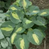 Hosta Dream Weaver Plant - Live Hosta - 5.25" Pot - Perennial Outdoor Plant