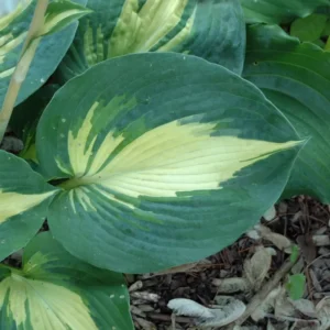 Hosta Dream Weaver Plant - Live Hosta - 5.25