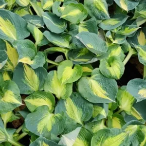 Hosta Dream Weaver Plant - Live Hosta - 5.25