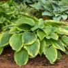 Hosta Drop Dead Gorgeous Plant - 5.25" Potted Perennial Shade Plant