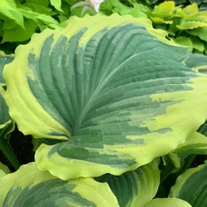 Hosta Drop Dead Gorgeous Plant - 5.25