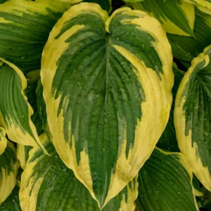 Hosta Drop Dead Gorgeous Plant - 5.25